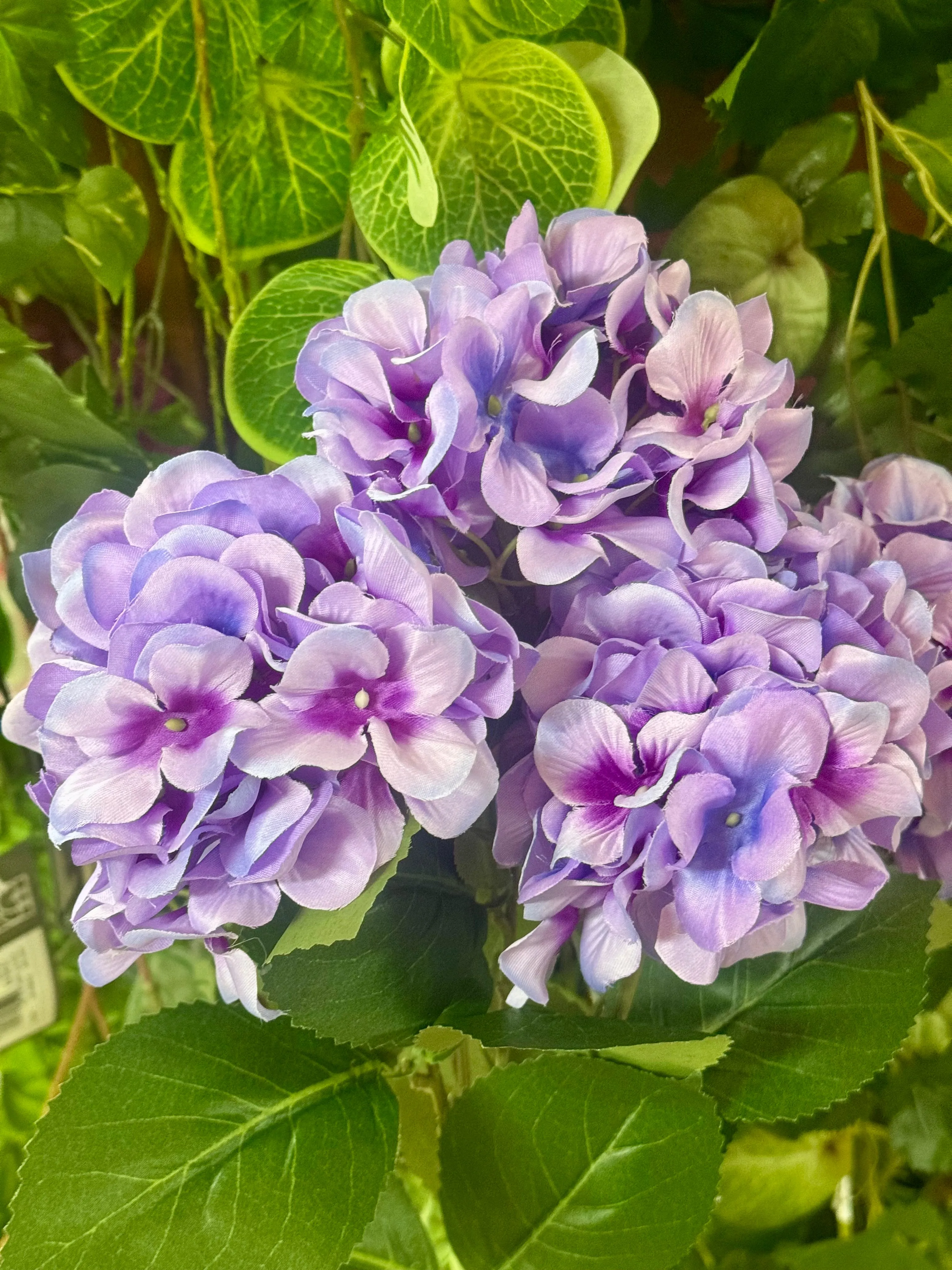 20.5 Inch Lavender Hydrangea Bush