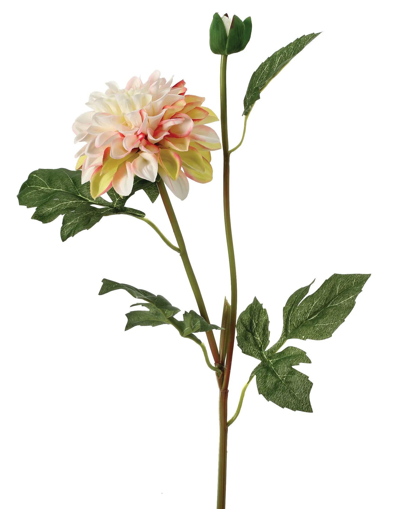 Garden Dahlia Spray   Bud